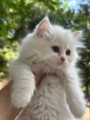 Turetski angora va skotish fold mushuklar Arzon