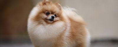 Померанский шпиц