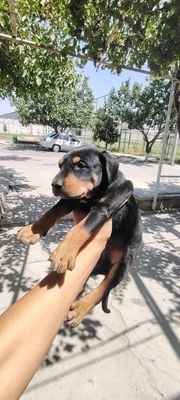 Doberman bolalari gold ranglaridan ham bor