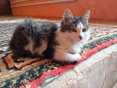 Paxmoq mushuk 1 yoshdan oshgan