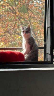Котёнок мальчик кастрированный Ташкент