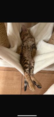 bengal mushuk /&;)3892'ыьыь