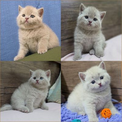Продаются чистокровные Шотландцы