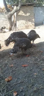 Продаётся индюки