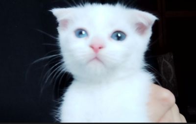 Scottish fold britanets