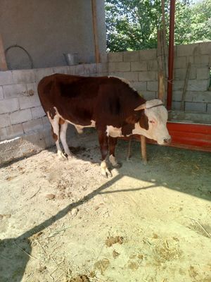 Semental mol buqqa