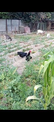 Qorashahzoda xurozi sotiladi