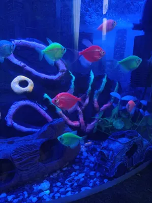 тернеця glo fish