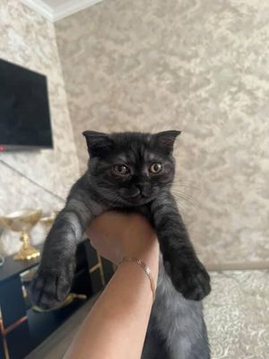 Котёнок 2.5 месячный