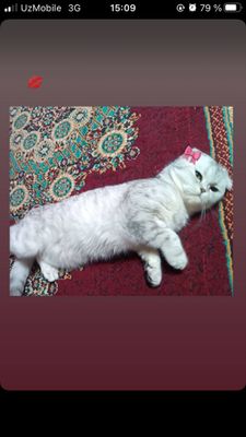 Serebristi shinshilla sotiladi qz