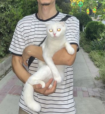 pulini galishamz