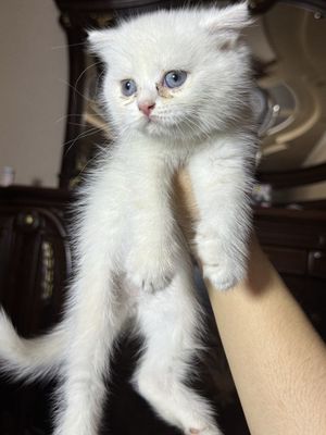Juda aqilli mushuk lotok organgan.
