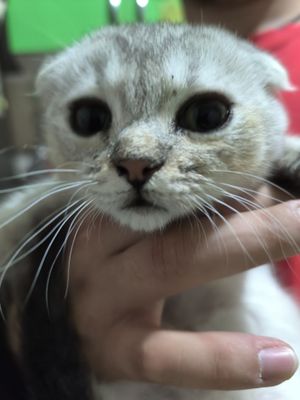 Шотландская вислоухая и шиншилла