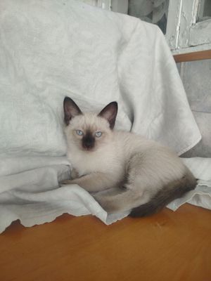 Сиамские кошки чистые приученны к лотку