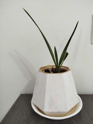 Xurmo palma daraxti
