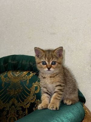 Mushuk Zolataya shinshila