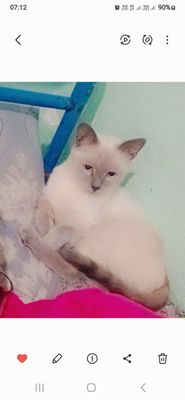mushigimni sotaman