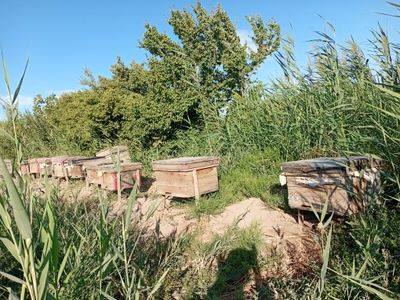 5 т5 та асалари оиласи ва умумий 11 та кути кушиб сотилади