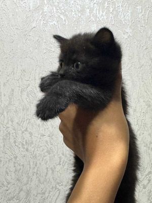 Продаю котят, красивые, игривые