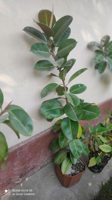 xona gullari