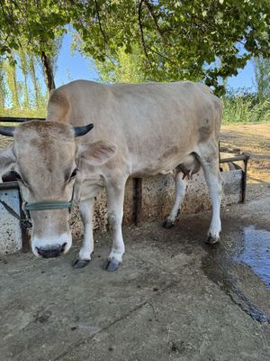 Ona bola sigir bolasi erke srochna chirchiq