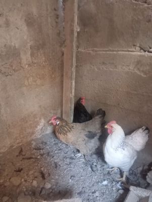 Xoʻroz tovuqlar sotiladi