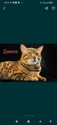 Вязка бенгальского кота