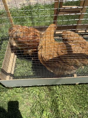Brama 3 ta kichkinaligidan boqilgan uyda toza
