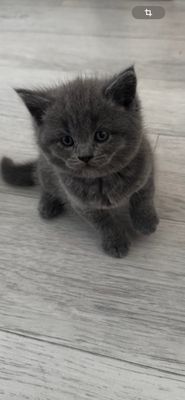 Продаются котенок страйт мальчик