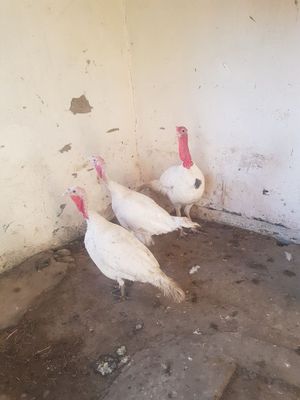 Индюки продаётся 3штук