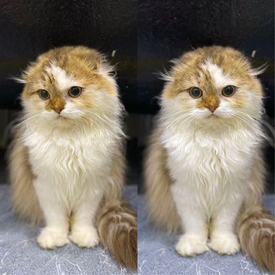 Продается скотиш фолд хайланд