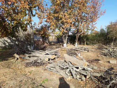 Yong'oq otin sotiladi