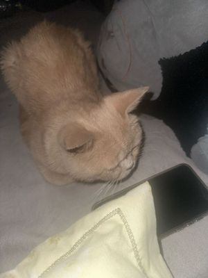 Mushuk parodali sal mazasi yoro