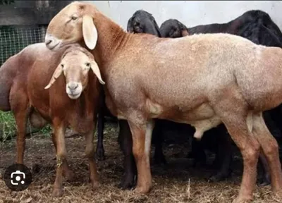 veterinariya va profilaktika davolash ishi