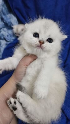Открывается бронирование на котят серебристый шиншиллы британцы