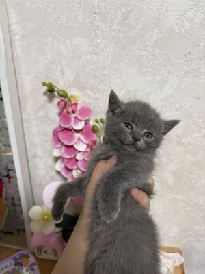 Скоттиш страйт мальчик