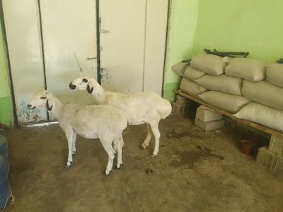 2ta qoraquloq sifat qo'yla sotiladi Shofirkonda