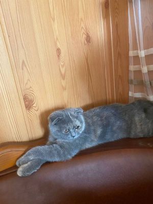 Кошка вислоухая Scottish fold