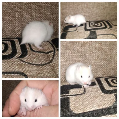 Хомячки молодняк Смотрите 4фото Читайте описании