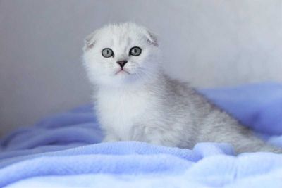 Shinshilla fold serebristiy шиншилла фолд narxi bulishi