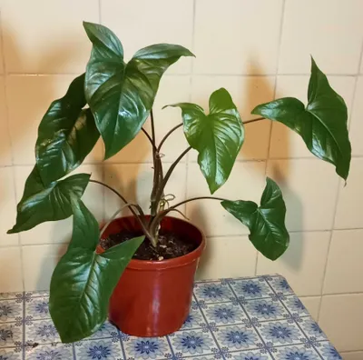 Продам. Сингониум - зелёное сердце.