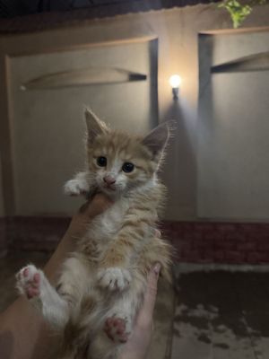 Котята 2месяца станут вашим другом