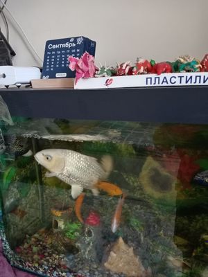 Продаётся рыба кое