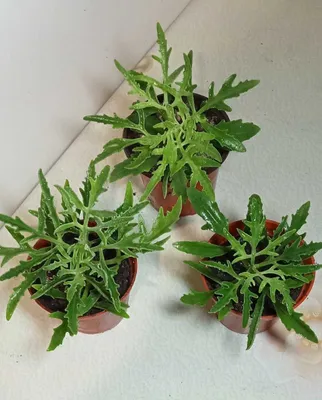 Продам. Лациниата - оленьи рожки.