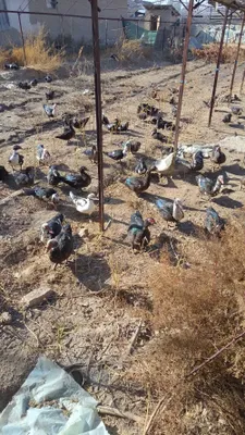 Ordak erkak qizbola kelishiladi srochna sotiladi