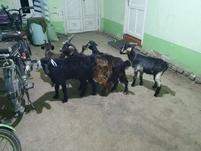 9 dona echkila optomga tez va arzon sotiladi Shofirkonda