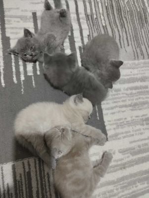 Продаются скотиш фолд страйт котята