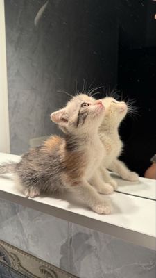 Котенок. Мушукча.