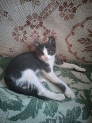 Отдам даром котёнка