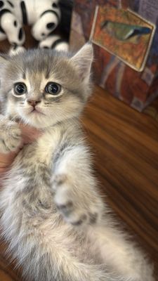 Продаются котята страйт
